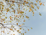 photo of tree branches with yellow, orange, green leaves